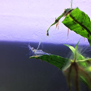 棚/glass shrimp/水草女子/観葉植物/aqua terrarium...などのインテリア実例 - 2017-04-29 01:35:27