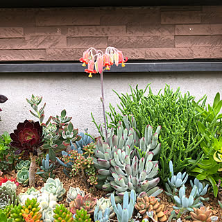 多肉の花/多肉植物/多肉寄せ植え/地植え多肉/ベッド周りのインテリア実例 - 2019-06-15 11:13:14