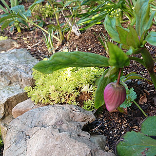 部屋全体/クリスマスローズ/お庭の花/お花のある暮らし/植物のある暮らし...などのインテリア実例 - 2019-03-15 11:58:48