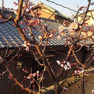 壁/天井/朝から/植物/お花/我が家の庭...などのインテリア実例 - 2015-03-13 07:20:02