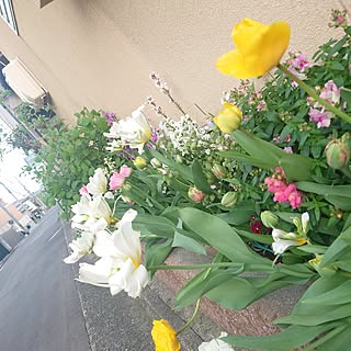 玄関/入り口/チューリップ/植物が好き/球根植物/狭いけど花壇...などのインテリア実例 - 2024-04-14 18:13:38