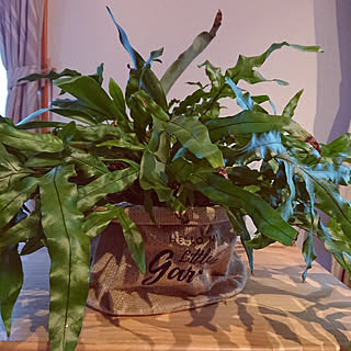 棚/観葉植物のある暮らし/観葉植物寄せ植え/鉢カバー/DAISO鉢カバー...などのインテリア実例 - 2020-11-11 16:34:28