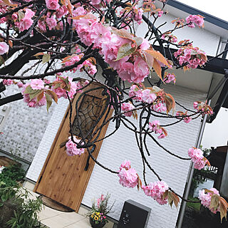 桜咲きました/YKKap玄関ドア/コロナが早く終息しますように/グリーンのある暮らし/玄関/入り口のインテリア実例 - 2020-04-18 08:37:43