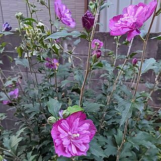 玄関/入り口/ハチスの花/心地よい暮らし/いいね！ありがとうございます♪/ムクゲの花...などのインテリア実例 - 2022-07-15 19:40:05