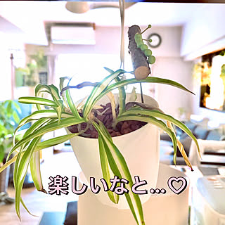 ホワイトインテリアに憧れる/ミニ観葉植物/おりづるらん/ワイヤー/ハンギング...などのインテリア実例 - 2020-05-07 15:10:41