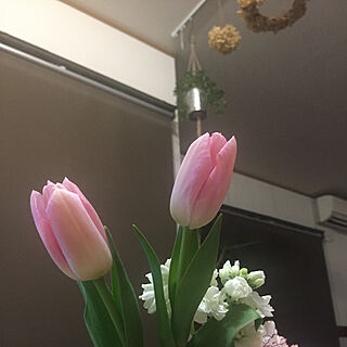 チューリップ/癒し/お花のある暮らし/お花が好き/棚のインテリア実例 - 2021-02-18 22:46:26