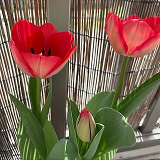 赤いチューリップ/花のある暮らし/チューリップのインテリア実例 - 2021-04-02 19:04:25