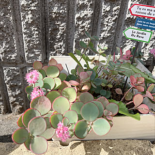 多肉植物のある暮らし/お花のある暮らし/ダイソーのピック/多肉植物/可愛い♡...などのインテリア実例 - 2022-10-29 14:03:51