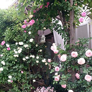 玄関/入り口/薔薇のアーチ/ガーデニング/癒し…/庭...などのインテリア実例 - 2015-05-17 07:52:50