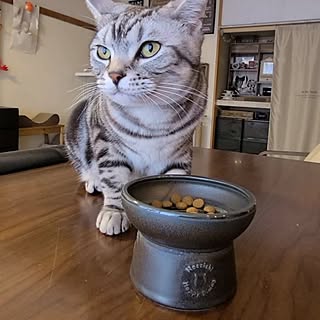 机/お気に入りの器/猫と暮らす家/猫壱/猫壱猫用脚付ボウル(ブラック)...などのインテリア実例 - 2023-05-23 12:20:43