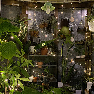 botanical room/Merry Christmas/いつもいいねやコメントありがとう♡♪/DIY女子/NO GREEN NO LIFE...などのインテリア実例 - 2019-12-24 20:49:20