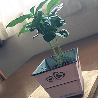 玄関/入り口/日替わり投稿企画!月曜日/買ったもの/植物/NO　GREEN　NO　LIFE...などのインテリア実例 - 2017-06-05 16:14:35