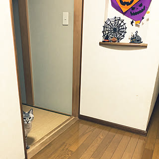 HALLOWEEN/ねこと暮らす/名前はフレア/すっきり暮らしたい/ドジな私...などのインテリア実例 - 2019-10-16 05:48:55