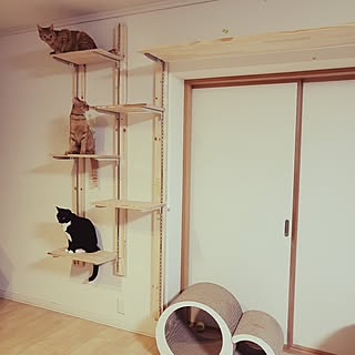 リビング/キャットウォークDIY/キャットウォークのある家/キャットウォーク/猫と暮らす♡...などのインテリア実例 - 2023-07-19 07:46:27