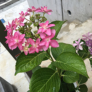紫陽花/外階段/鉢植えのインテリア実例 - 2019-06-17 22:02:55