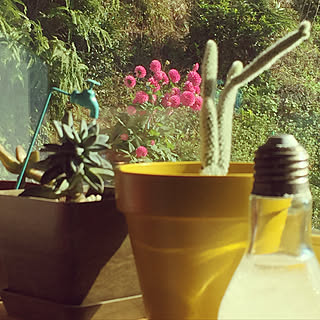 セリアの電球瓶/サボテン/窓の外/植物のある暮らし/キッチンの一角...などのインテリア実例 - 2017-11-02 13:47:26