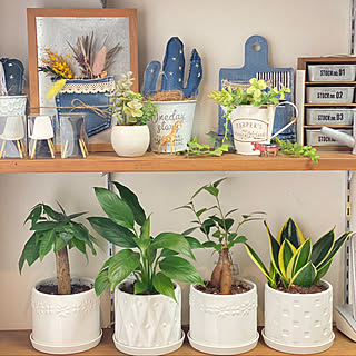 ダイソー300円観葉植物のインテリア実例 Roomclip ルームクリップ