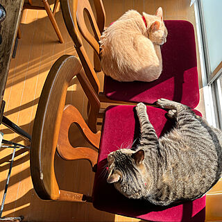 椅子リメイク/ねこのいる日常/猫と暮らす/猫と暮らす家/部屋全体のインテリア実例 - 2023-02-16 19:40:00