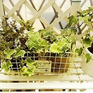 玄関/入り口/すのこ　DIY/観葉植物のインテリア実例 - 2014-07-18 10:49:42