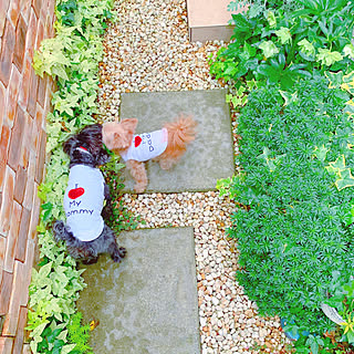 わんこと暮らす家/グリーンのある暮らし/犬との暮らし/犬と暮らす/植物のある暮らし...などのインテリア実例 - 2020-09-10 21:14:34