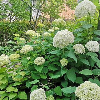 机/庭/紫陽花/アナベル/季節の花...などのインテリア実例 - 2022-06-18 17:59:04