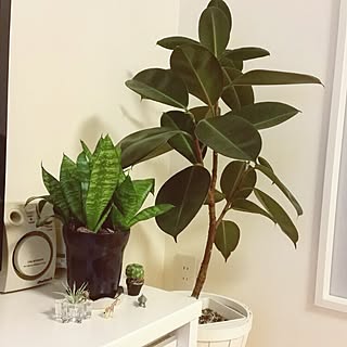 Francfranc/niko and…　/ニコガチャグリーン/IKEA/観葉植物...などのインテリア実例 - 2016-04-02 13:24:41