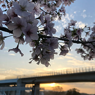 桜が満開/桜と夕陽/季節を楽しむ暮らし/癒し/夕陽...などのインテリア実例 - 2021-03-28 17:02:25