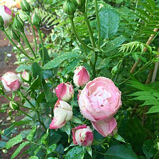 玄関/入り口/アクロポリスロマンティカ/ばら/薔薇が好きのインテリア実例 - 2016-05-17 07:31:06