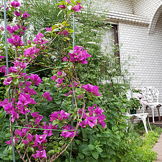 庭/グリーンのある暮らし/花のある暮らし/ガーデン雑貨/ブーゲンビリアのインテリア実例 - 2021-05-08 13:24:39