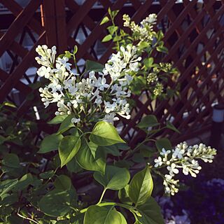 玄関/入り口/花のある暮らし/緑のある暮らし/手作りの花壇のインテリア実例 - 2017-04-13 23:48:10