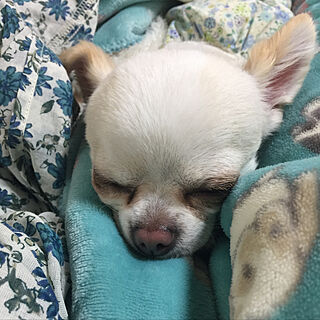 眠い/癒し/かわいい/犬/チワワ...などのインテリア実例 - 2019-05-18 23:01:58