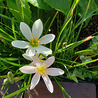 こどもと暮らす。/こどものいる暮らし/庭/花壇の花のインテリア実例 - 2020-10-02 08:18:07