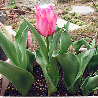 玄関/入り口/植物のある暮らし/春/3月/春の訪れ...などのインテリア実例 - 2021-03-25 17:16:53