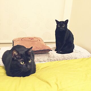 ベッド周り/貓のインテリア実例 - 2016-10-10 20:47:43