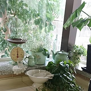 キッチン/NO GREEN NO LIFE/観葉植物のある部屋/花のある暮らし/ホーローケトル...などのインテリア実例 - 2017-01-20 09:33:23