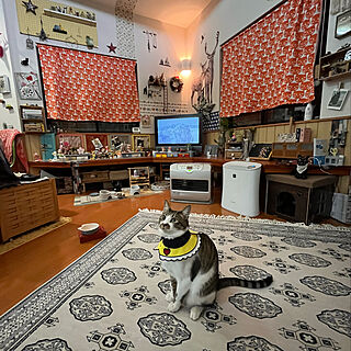 IKEA猫柄カーテン/壁面ディスプレイ/夜中の猫/白キジのん/ねこのいる風景...などのインテリア実例 - 2022-03-10 00:39:48