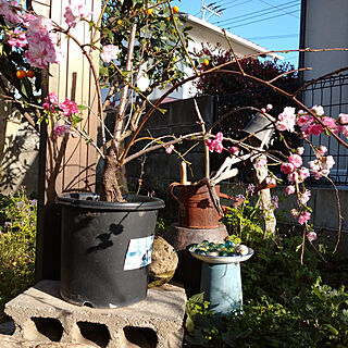 鉢で実のなるものを育てﾖｩ/ｱｰﾓﾝﾄﾞ/ほったらかしの庭作庭中/生活感ﾀｯﾌﾟﾘ/借家住まいのインテリア実例 - 2022-03-27 17:02:31