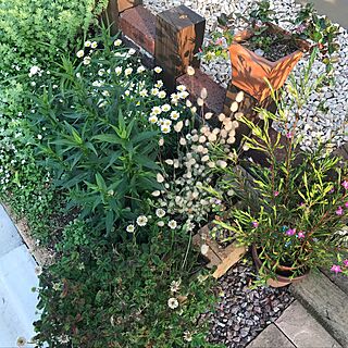 玄関/入り口/ガーデニング/花壇 手作り/グリーンのある暮らし/花のある風景のインテリア実例 - 2017-05-29 18:00:57