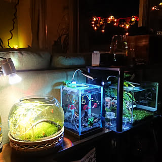 水槽 カエルのおしゃれなアレンジ 飾り方のインテリア実例 Roomclip ルームクリップ