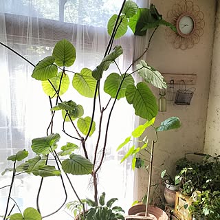 観葉植物のある暮らし/ウンベラータ量産中/朝日をあびて✨/DIYのインテリア実例 - 2023-07-11 08:01:51