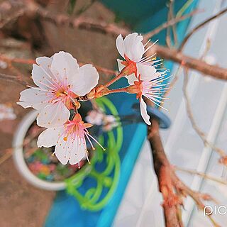 ベッド周り/桜/お花が好き/目立つように/手作りフェンス...などのインテリア実例 - 2023-03-24 20:09:31