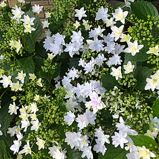 色づき始めました♡/墨田の花火/好きなものに囲まれて暮らす/植物のある暮らし/花は癒し...などのインテリア実例 - 2019-05-30 17:32:51