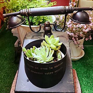 部屋全体/花のある暮らし/観葉植物/グリーン/太肉植物ちゃん...などのインテリア実例 - 2019-04-21 16:39:14