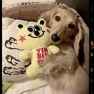 リビング/ダックス/☆chula☆/犬部♪のインテリア実例 - 2016-04-15 21:10:47