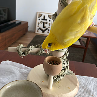 インコのいる暮らし/インコと暮らす家/北欧/おうち時間/アートのある部屋...などのインテリア実例 - 2021-01-05 23:15:12