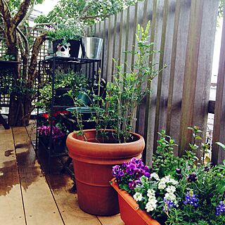 玄関/入り口/春の庭/寄せ植え/植物/ガーデニング...などのインテリア実例 - 2016-03-26 11:00:37
