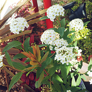 玄関/入り口/こでまり/玄関にお花/家が好き/植物の生命力に感動...などのインテリア実例 - 2022-03-20 14:53:04