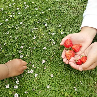 こどもと暮らす。/庭でーす。/家庭菜園の収穫/いちご/ヒメイワダレソウ...などのインテリア実例 - 2016-05-13 20:04:46