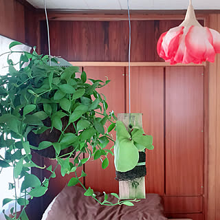 観葉植物/村松さちえ/植物のある暮らし/ひとり暮らし/コウモリラン...などのインテリア実例 - 2021-04-08 09:10:49