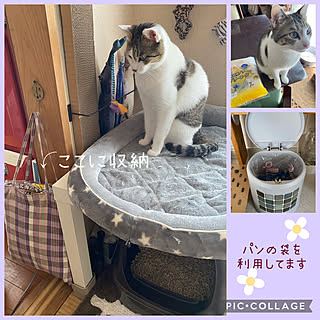 キッチンのゴミ箱/モデルは兄弟猫/猫トイレのにおい対策/ゴミ袋に利用/パンの袋...などのインテリア実例 - 2021-05-15 10:49:47